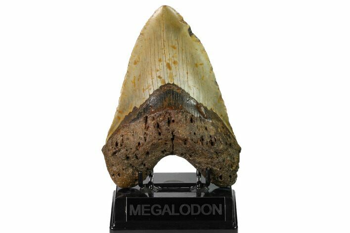 Huge, Fossil Megalodon Tooth - North Carolina #164898